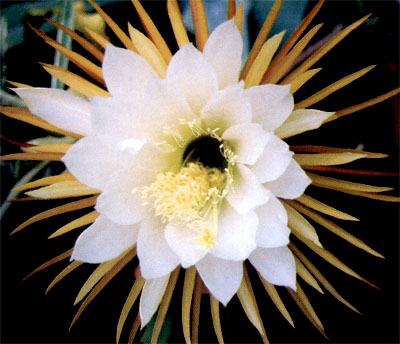 Цветок селеницереуса г-жи Мак Дональд